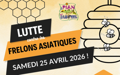 Distribution de pièges à frelons