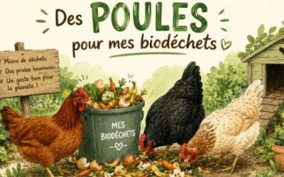 Opération poules !!